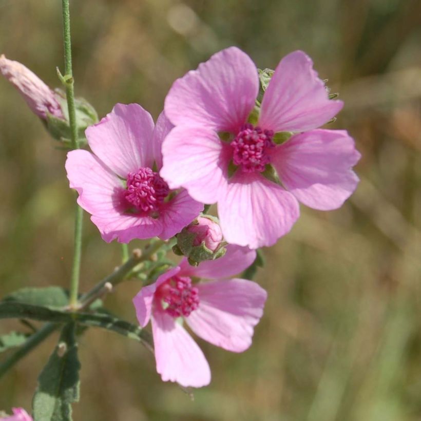 Althaea cannabina - Hanf-Stockmalve (Flowering)