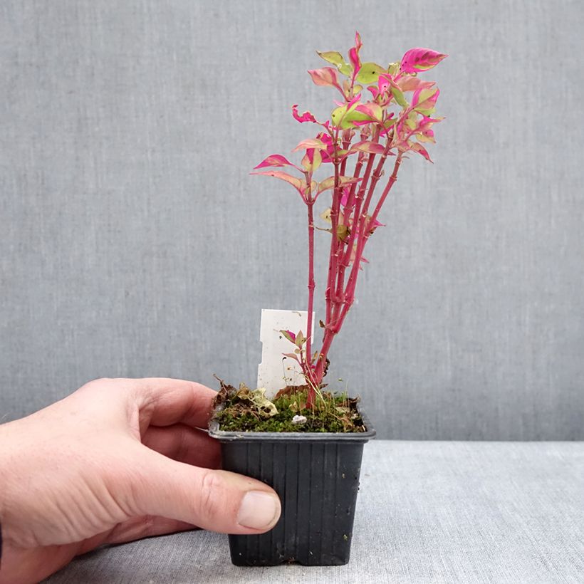 Example of Alternanthera ficoidea Party Time - Papageienblatt Kleine Töpfe von 8/9 cm as you get in hiver