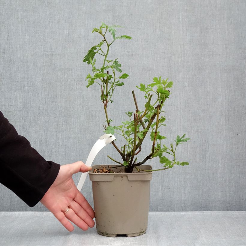 Exemplar von Alyogyne huegelii - Blauer Hibiskus Topf mit 3L/4L wie im Herbst geliefert
