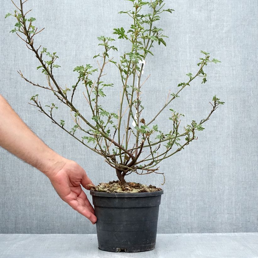 Example of Alyogyne huegelii Santa Cruz - Blauer Hibiskus Topf mit 3L/4L as you get in ete