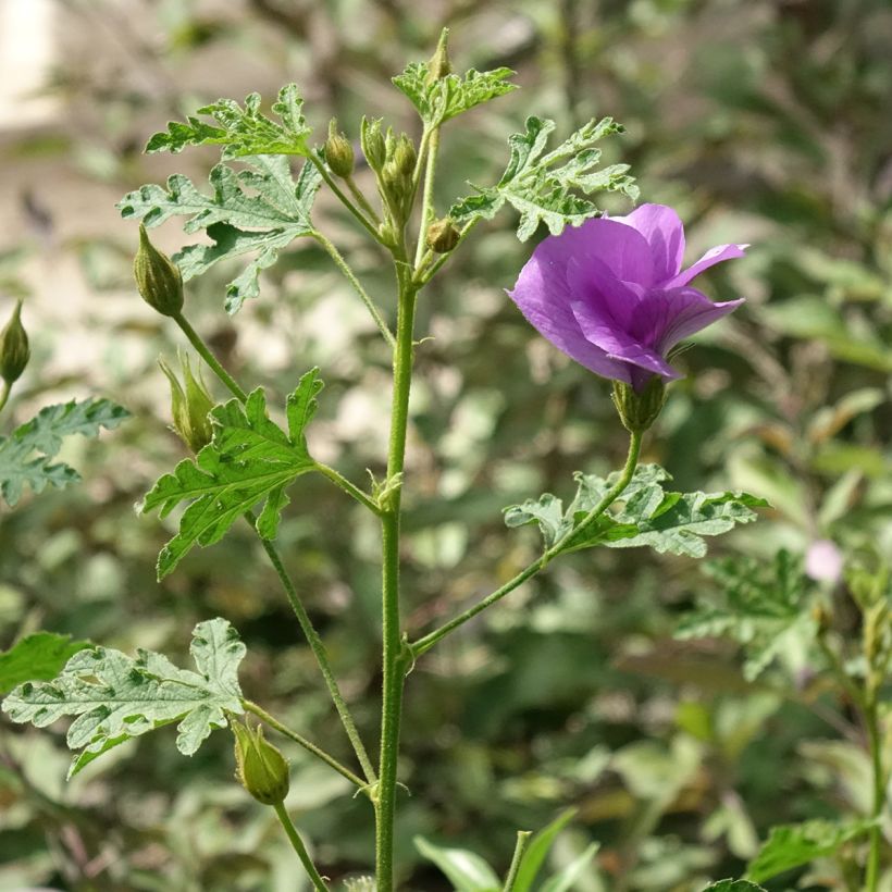 Alyogyne huegelii Santa Cruz - Blauer Hibiskus (Plant habit)