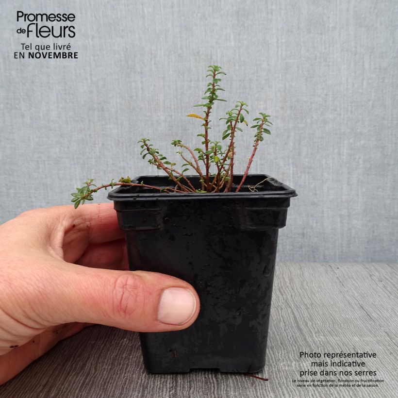 Exemplar von Alyssum argenteum - Silber-Steinkresse Kleine Töpfe von 7/8 cm wie im Herbst geliefert