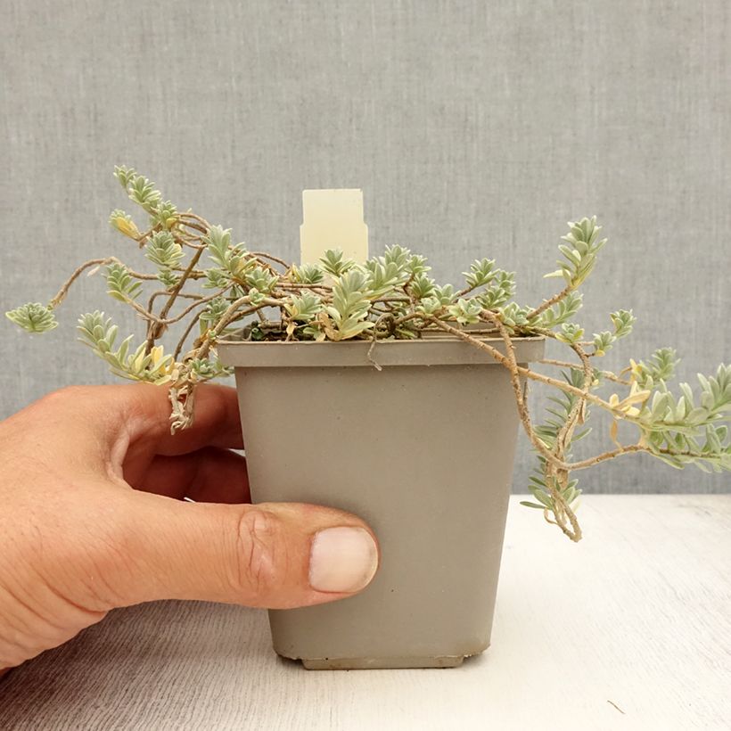 Exemplar von Alyssum montanum Berggold - Berg-Steinkresse Kleine Töpfe von 8/9 cm wie im Sommer geliefert