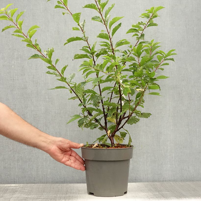 Exemplar von Mandelbäumchen - Prunus triloba Topf mit 2L/3L wie im Sommer geliefert
