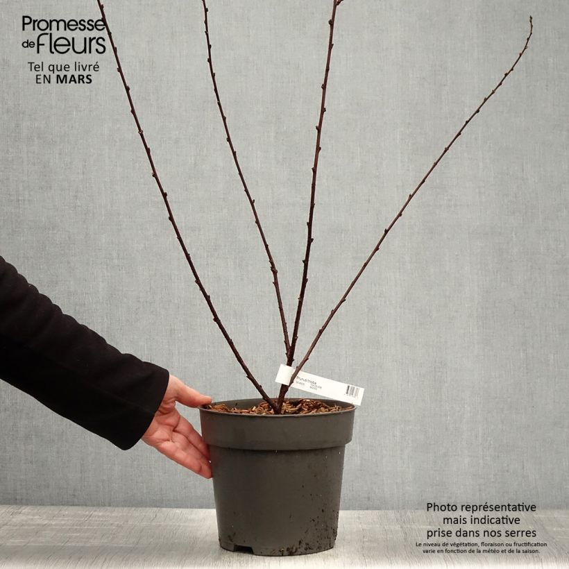 Example of Mandelbäumchen - Prunus triloba Topf mit 2L/3L as you get in printemps
