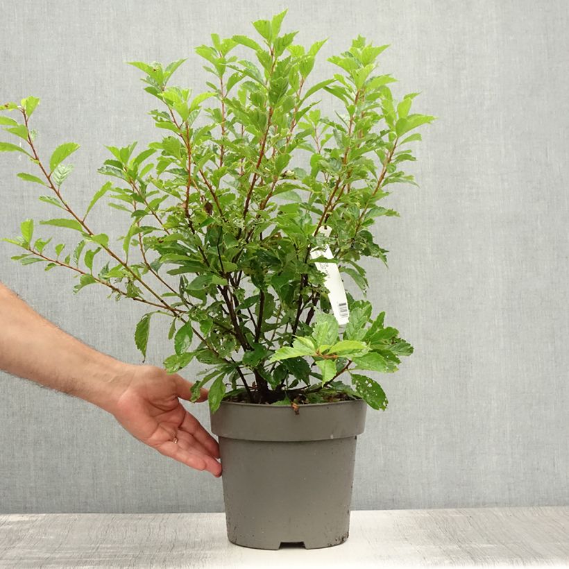 Exemplar von Mandelbäumchen - Prunus triloba Topf mit 4L/5L wie im Sommer geliefert