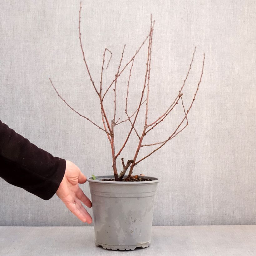 Exemplar von Mandelbäumchen Multiplex - Prunus triloba Topf mit 4L/5L wie im Frühjahr geliefert