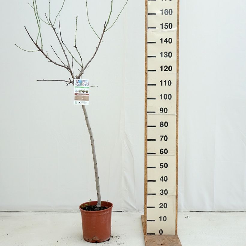 Exemplar von Mandelbaum Desmayo Largueta - Prunus dulcis Topf mit 7,5L/10L, Halbstamm wie im Herbst geliefert