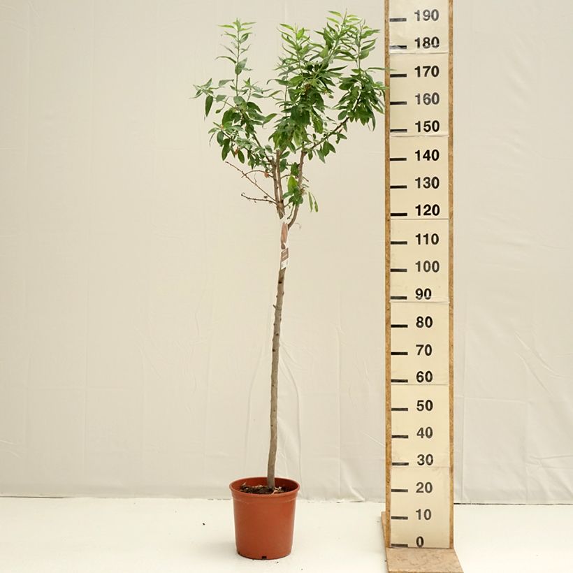 Exemplar von Mandelbaum Desmayo Largueta - Prunus dulcis Topf mit 7,5L/10L, Halbstamm wie im Frühjahr geliefert