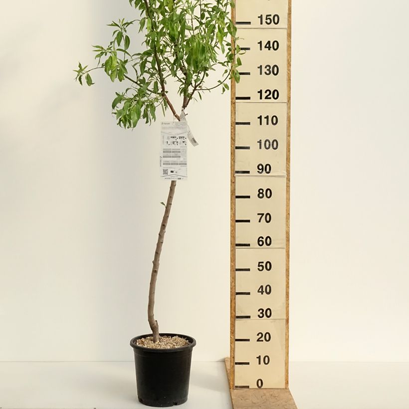 Exemplar von Mandelbaum Ferragnes - Prunus dulcis Topf mit 7,5L/10L, Gobelet-Form wie im Frühjahr geliefert