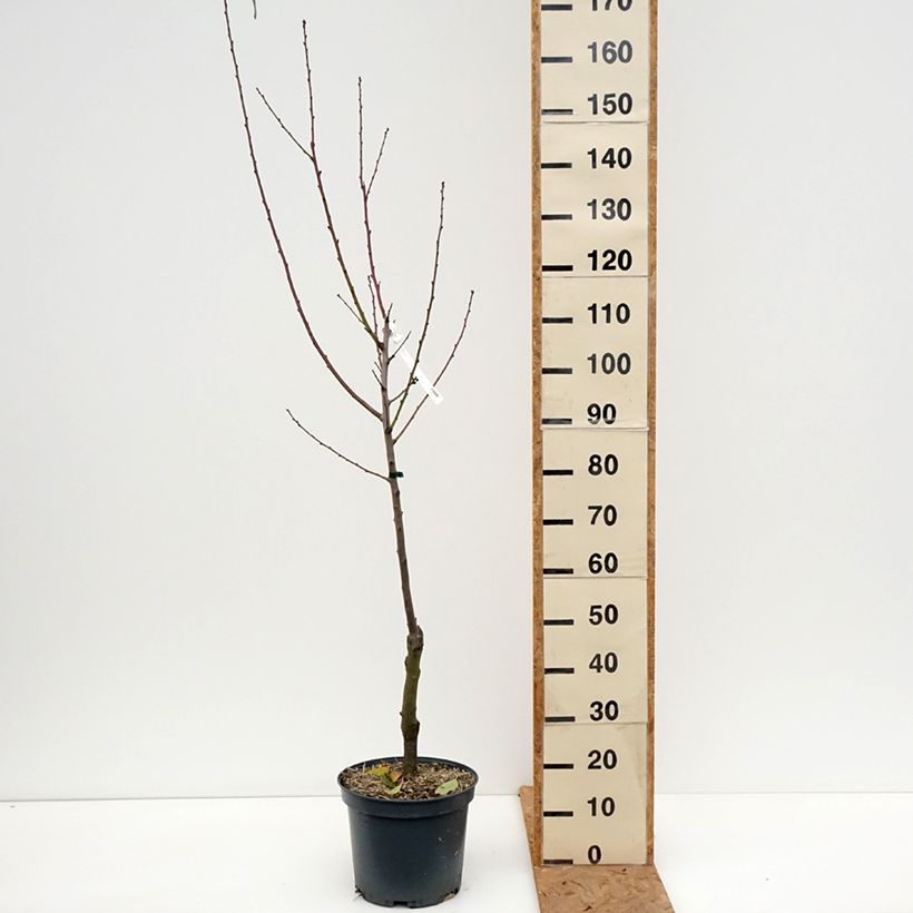 Exemplar von Mandelbaum Ferragnes - Prunus dulcis Topf mit 7,5L/10L, Gobelet-Form wie im Herbst geliefert