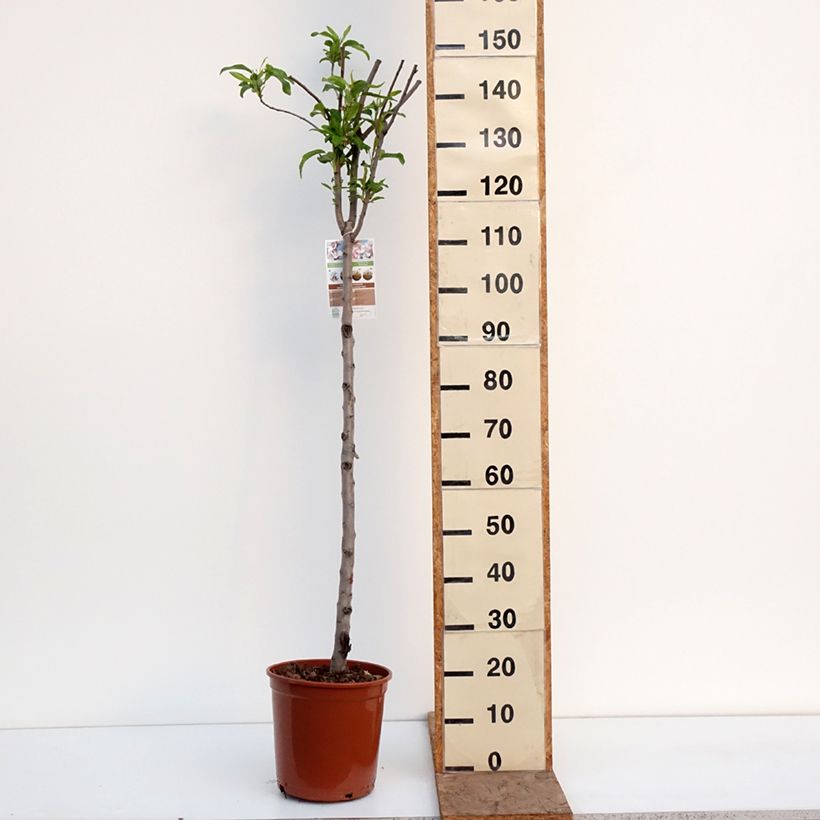 Exemplar von Mandelbaum Lauranne® - Prunus dulcis Topf mit 7,5L/10L, Halbstamm wie im Winter geliefert