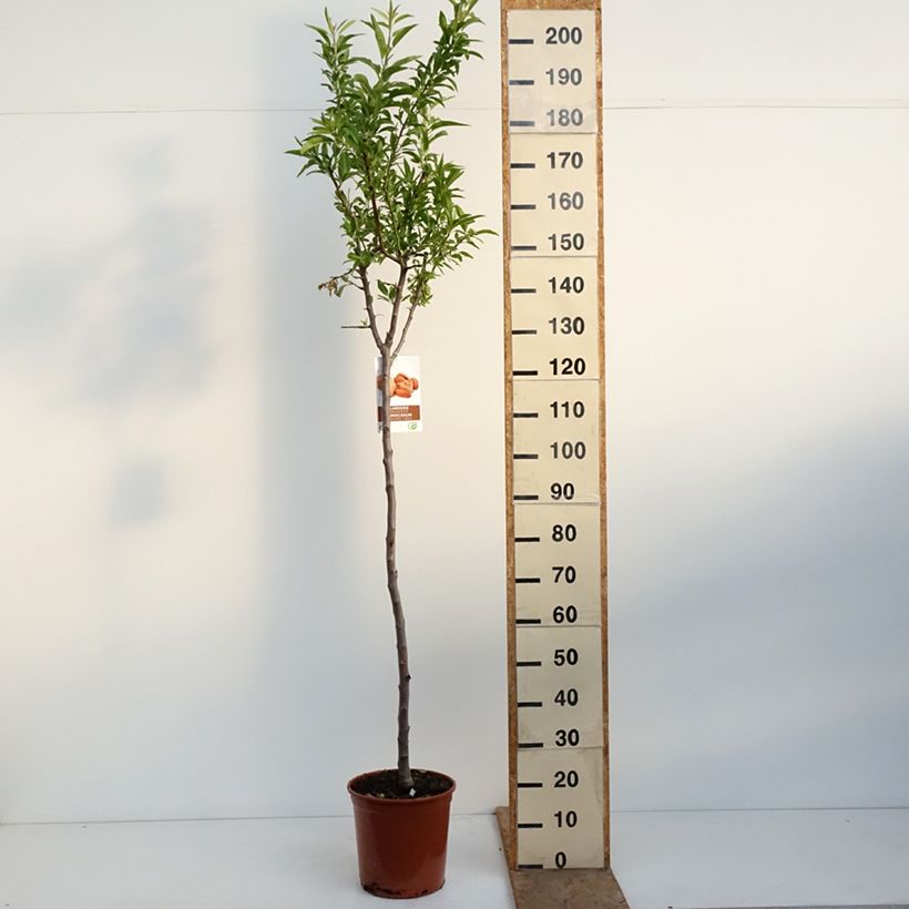 Exemplar von Mandelbaum Lauranne® - Prunus dulcis Topf mit 7,5L/10L, Halbstamm wie im Frühjahr geliefert