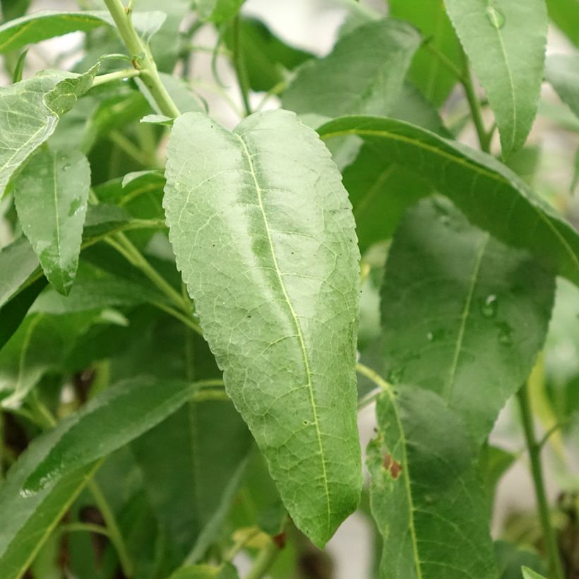 Mandelbaum Marcona - Prunus dulcis (Laub)