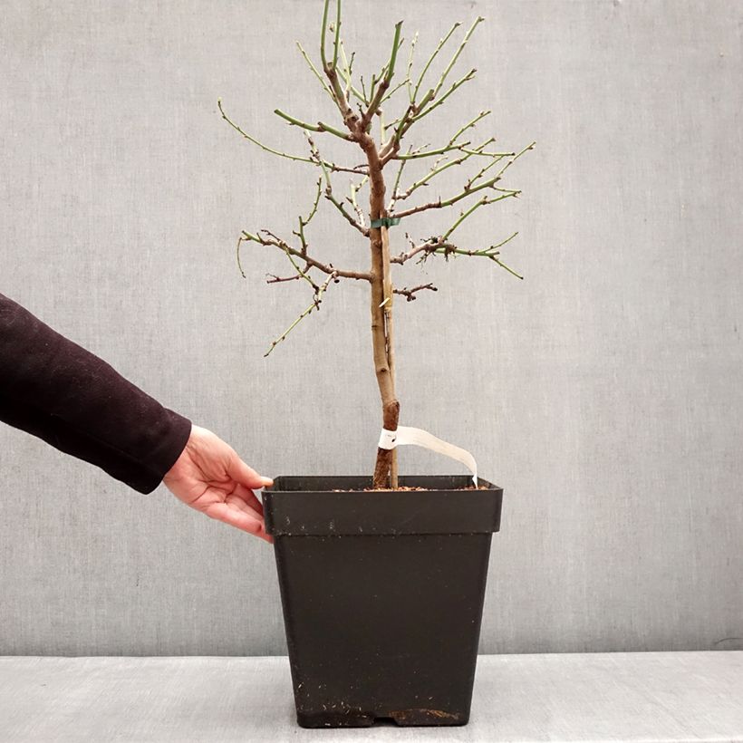 Example of Mandelbaum Fruit me Almond me - Prunus dulcis Topf mit 12L/15L, Zwergform as you get in hiver