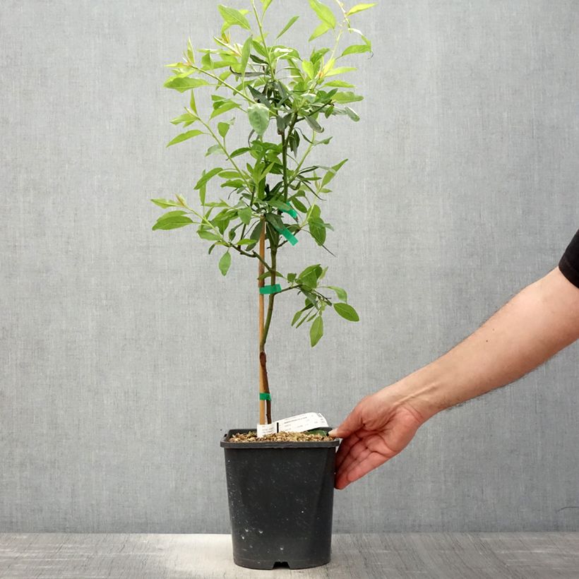 Example of Mandelbaum Fruit me Almond me - Prunus dulcis Topf mit 4L/5L, Zwergform as you get in printemps