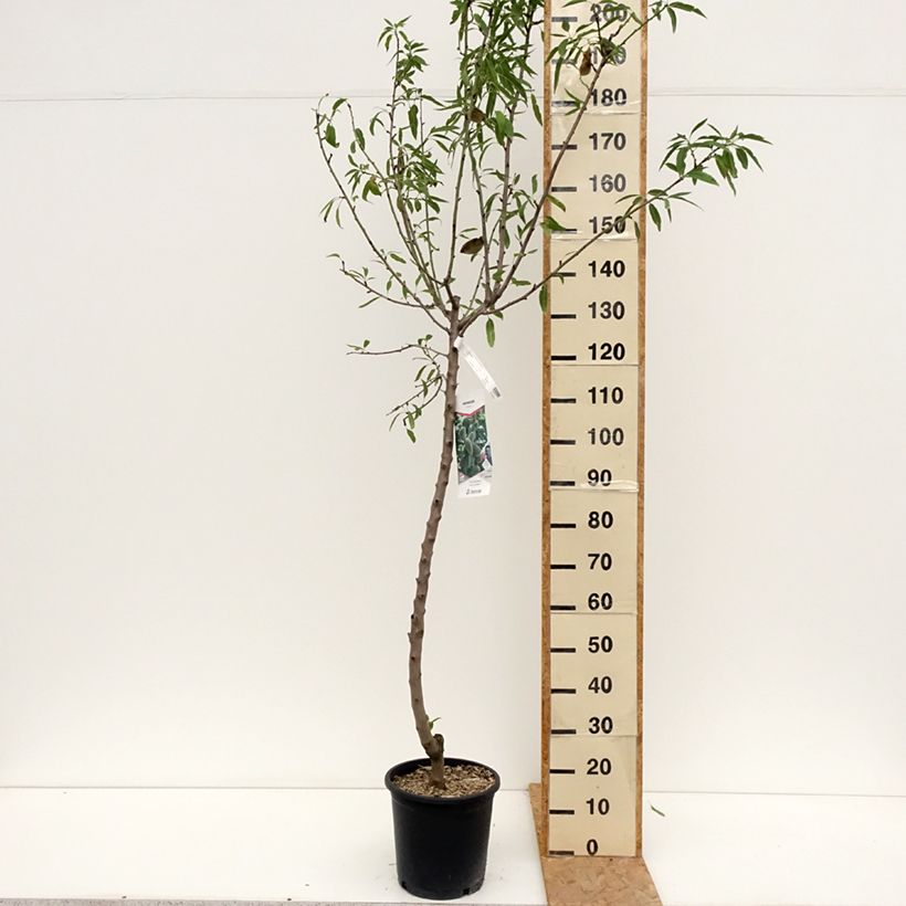 Exemplar von Mandelbaum Princesse - Prunus dulcis Topf mit 7,5L/10L, Gobelet-Form wie im Sommer geliefert