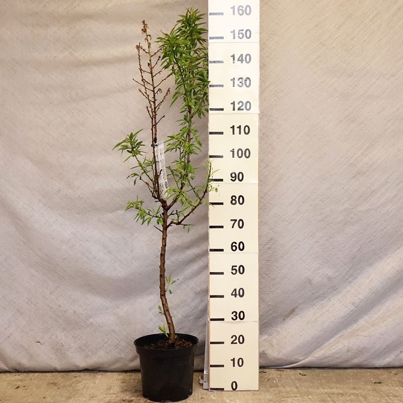 Exemplar von Mandelbaum Texas - Prunus dulcis Topf mit 7,5L/10L, Gobelet-Form wie im Frühjahr geliefert