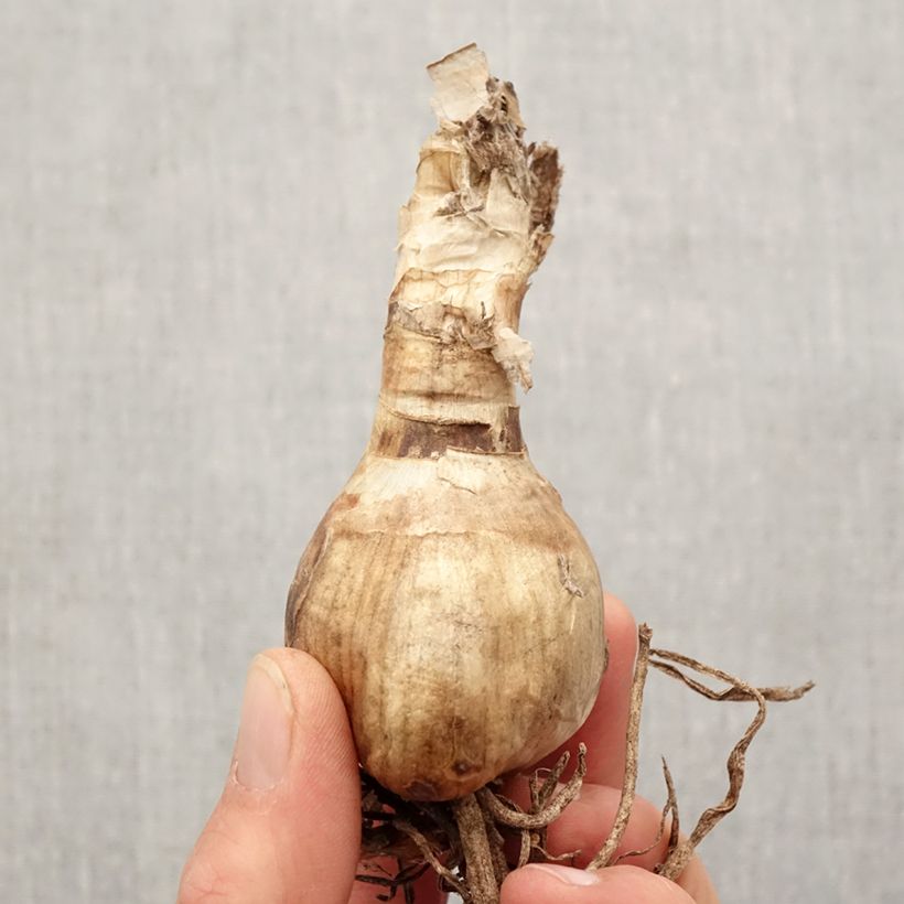 Example of Amarine belladiva Anastasia Zwiebel Kaliber/Größe 16+ as you get in printemps