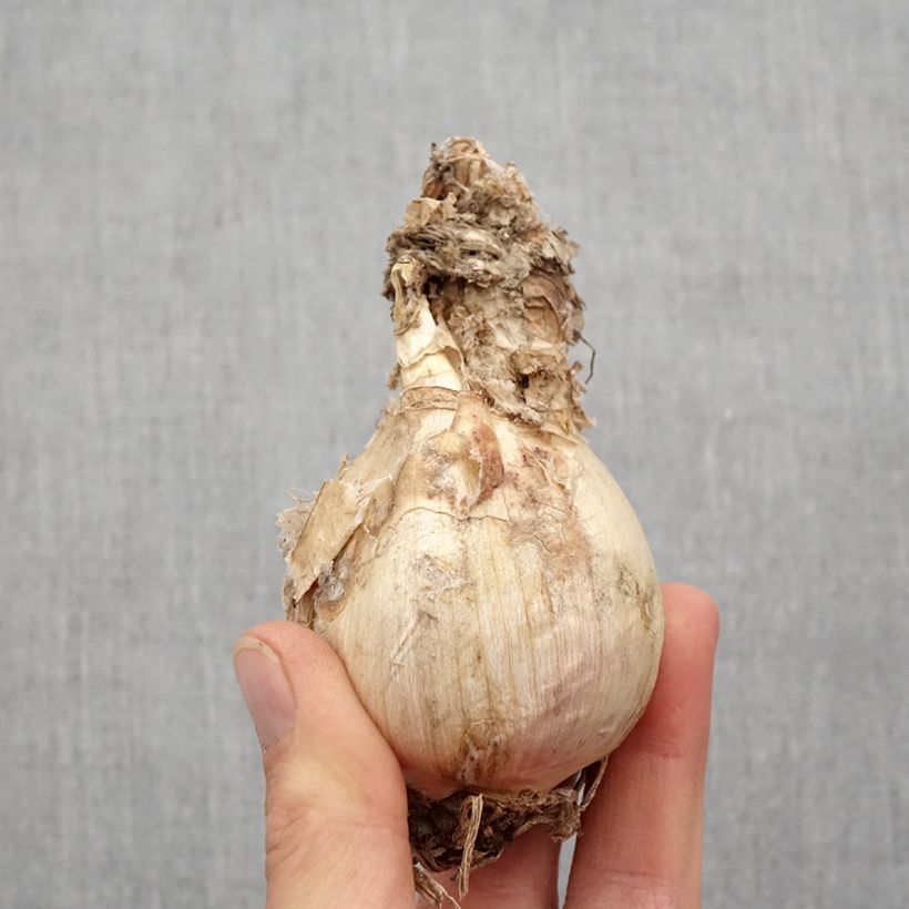 Exemplar von Amarine tubergenii belladiva Aphrodite Zwiebel Kaliber/Größe 16+ wie im Frühjahr geliefert