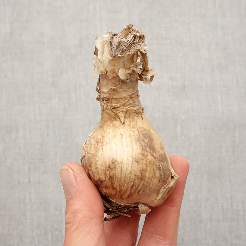 Exemplar von Amarine belladiva Emanuelle Zwiebel Kaliber/Größe 16+ wie im Frühjahr geliefert