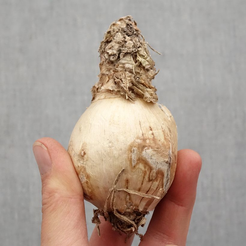 Example of Amarine Belladiva Paris Zwiebel Kaliber/Größe 16+ as you get in printemps