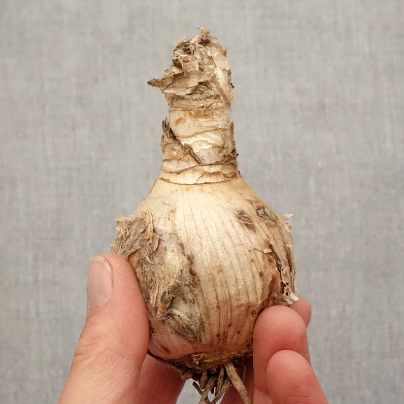 Example of Amarine Belladiva Tomoko Zwiebel Kaliber/Größe 16+ as you get in printemps