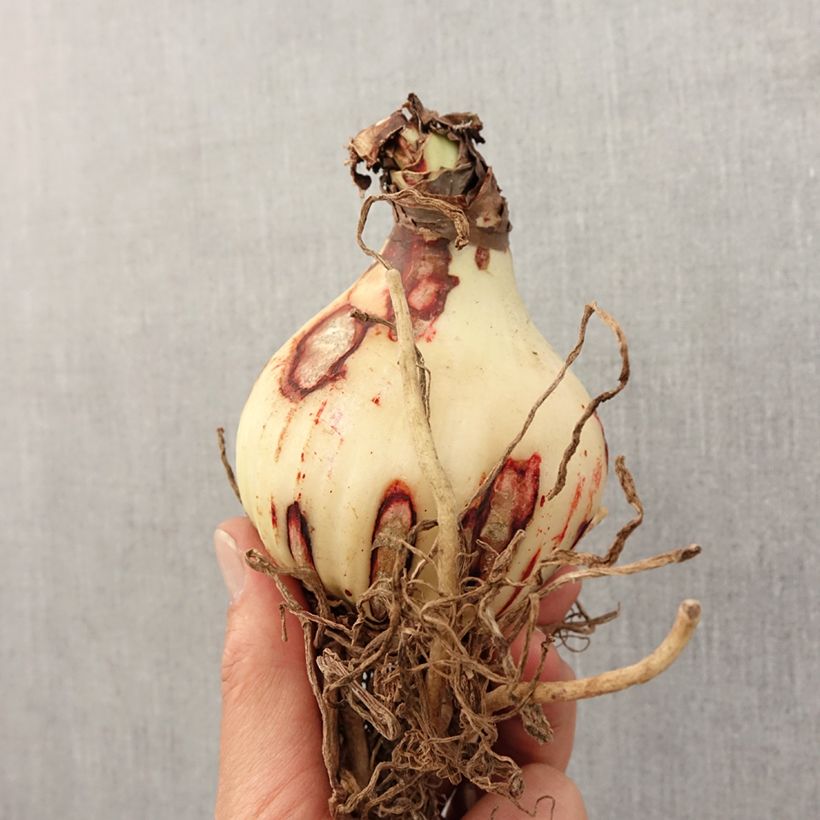 Exemplar von Hippeastrum Amputo - Ritterstern Zwiebel Kaliber/Größe 30+ wie im Frühjahr geliefert