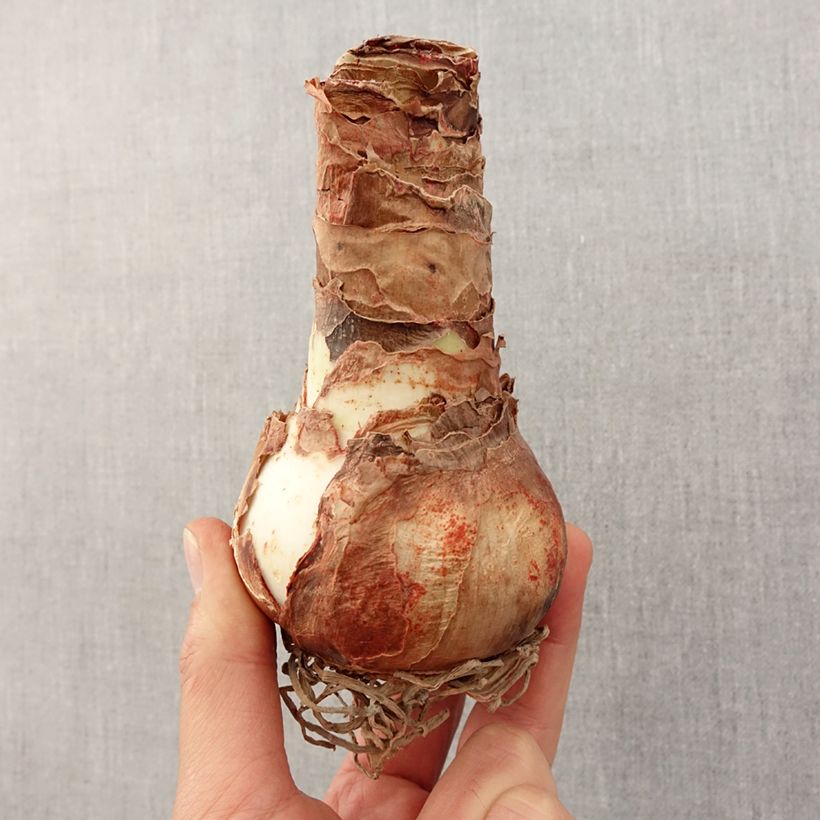 Exemplar von Hippeastrum Apple Blossom - Ritterstern Zwiebel Kaliber/Größe 30/32 wie im Frühjahr geliefert