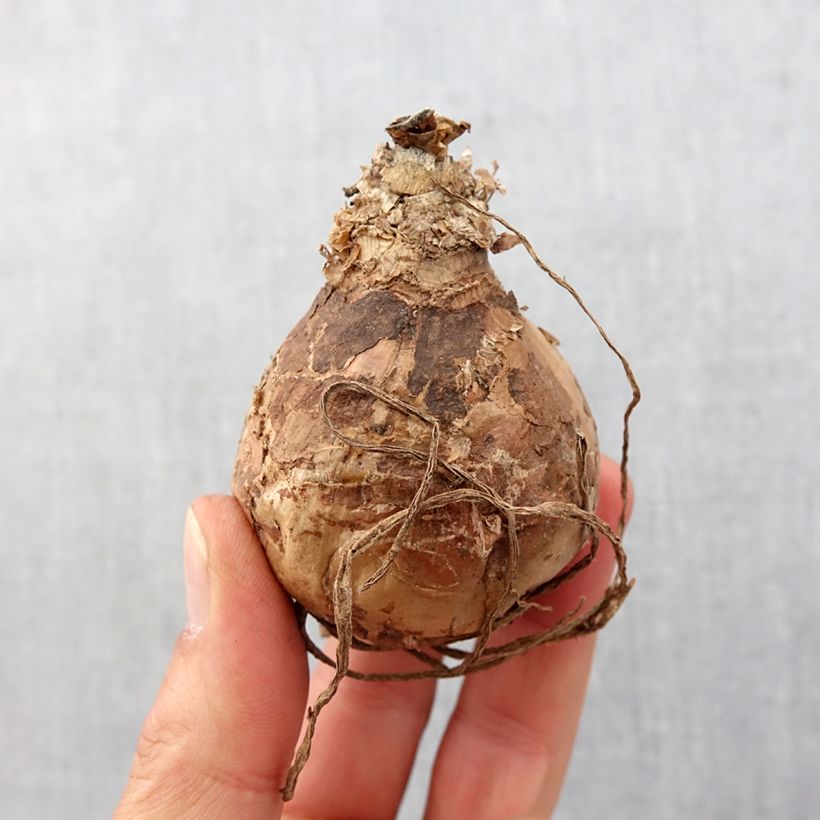 Exemplar von Amaryllis belladonna - Belladonnalilie Zwiebel Kaliber/Größe 20+ wie im Frühjahr geliefert