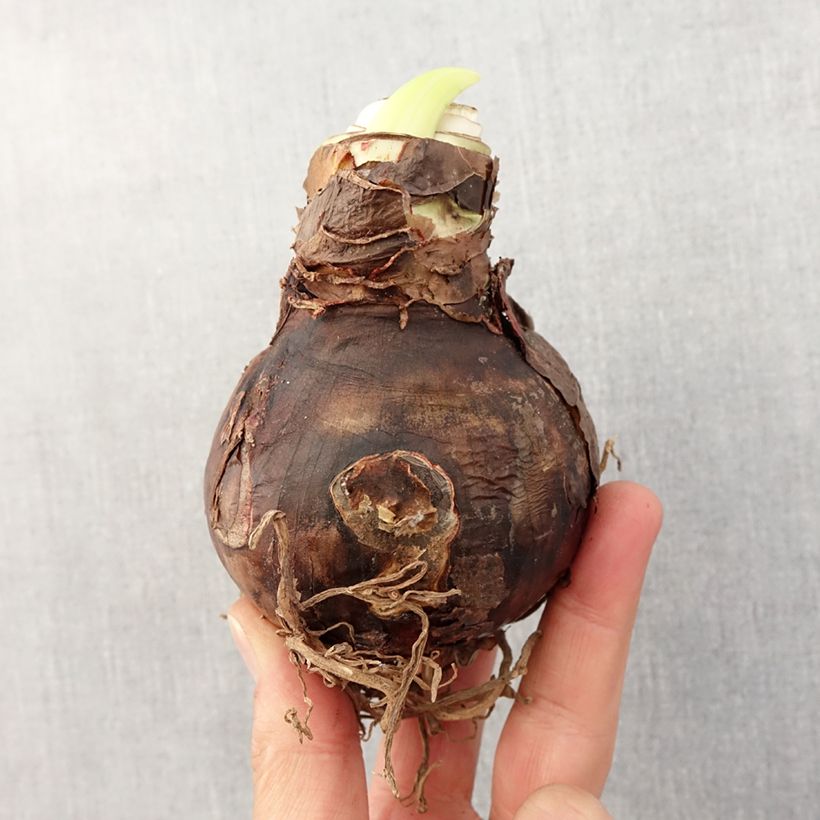 Exemplar von Hippeastrum Benfica - Ritterstern Zwiebel Kaliber/Größe 24/26 wie im Frühjahr geliefert