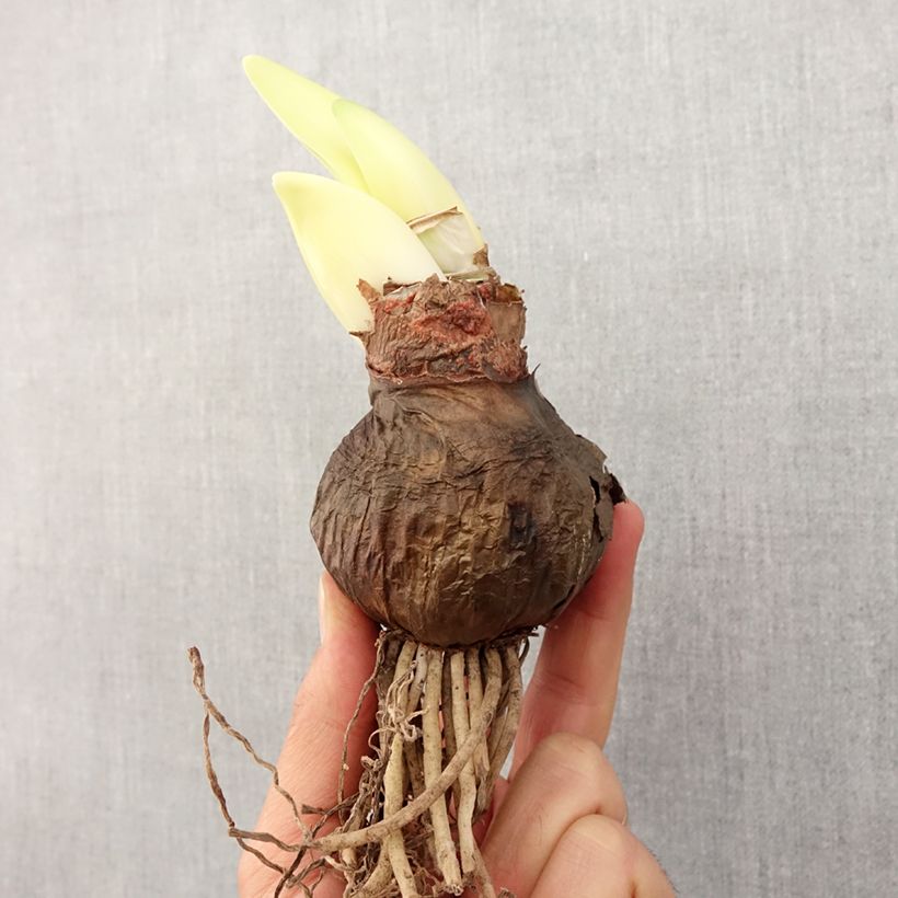 Exemplar von Amaryllis Chico wird übersetzt mit Ritterstern Chico. wie im Frühjahr geliefert