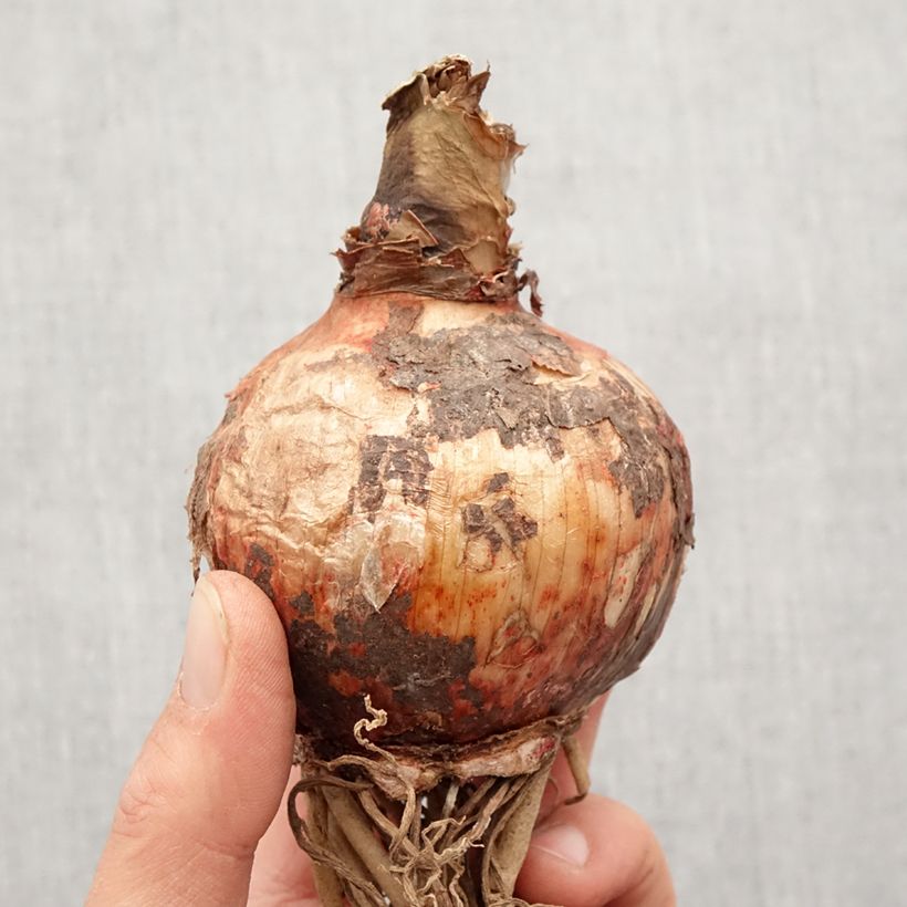 Exemplar von Hippeastrum Cybester Bogota - Ritterstern Zwiebel Kaliber/Größe 24/26 wie im Frühjahr geliefert