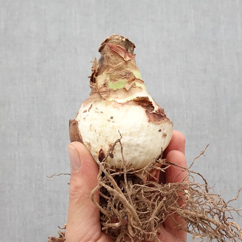 Exemplar von Hippeastrum Double Record - Ritterstern Zwiebel Kaliber/Größe 36+ wie im Frühjahr geliefert