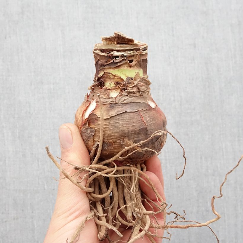 Exemplar von Amaryllis double Elvas wie im Frühjahr geliefert