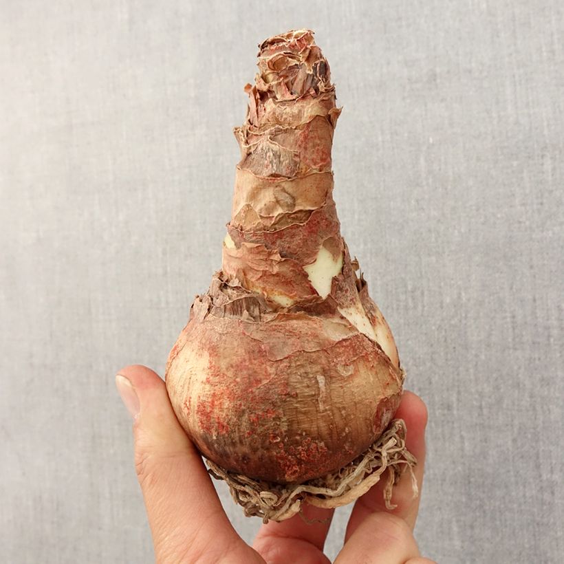 Exemplar von Hippeastrum Ice Queen - Ritterstern Zwiebel Kaliber/Größe 28+ wie im Frühjahr geliefert