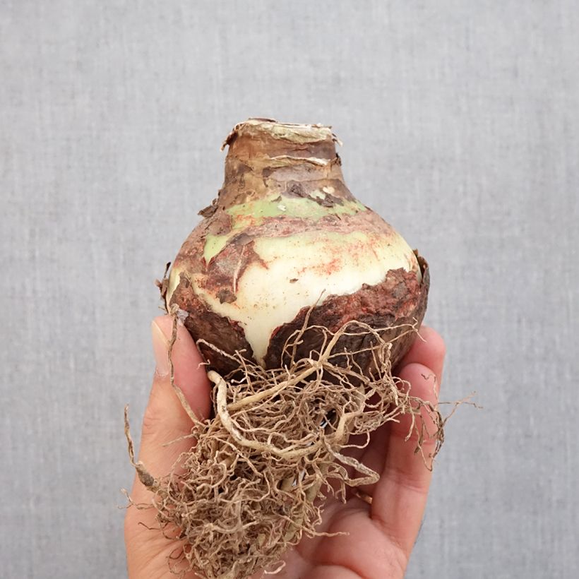 Exemplar von Hippeastrum Double King - Ritterstern Zwiebel Kaliber/Größe 30/32 wie im Herbst geliefert