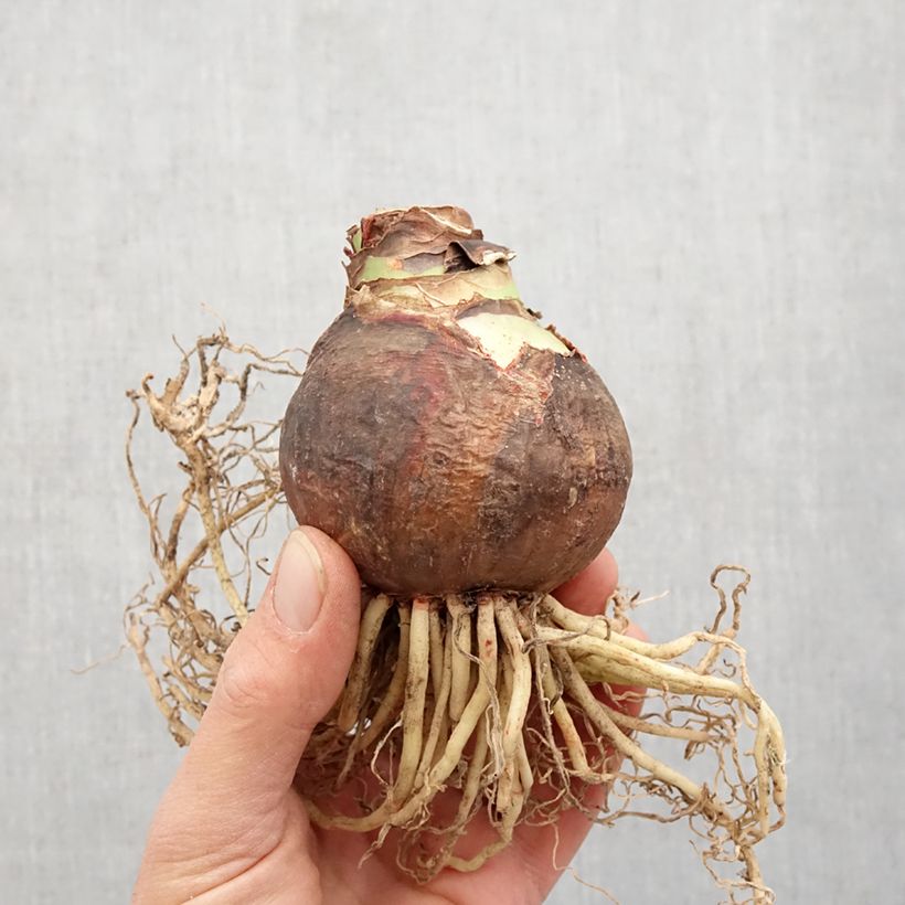 Exemplar von Hippeastrum Marilyn - Ritterstern Zwiebel Kaliber/Größe 30/32 wie im Frühjahr geliefert