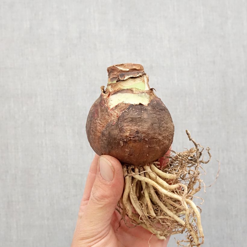 Exemplar von Hippeastrum Exotica - Ritterstern Zwiebel Kaliber/Größe 36+ wie im Frühjahr geliefert