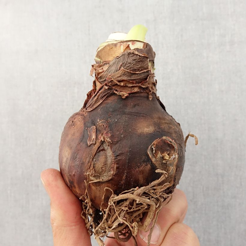 Exemplar von Hippeastrum Grandise Fantasy - Ritterstern Zwiebel Kaliber/Größe 30/32 wie im Frühjahr geliefert