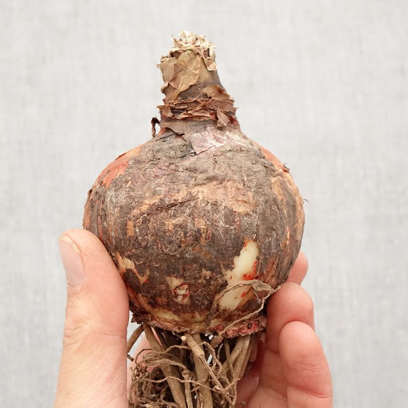 Exemplar von Hippeastrum Lima - Ritterstern Zwiebel Kaliber/Größe 32+ wie im Frühjahr geliefert