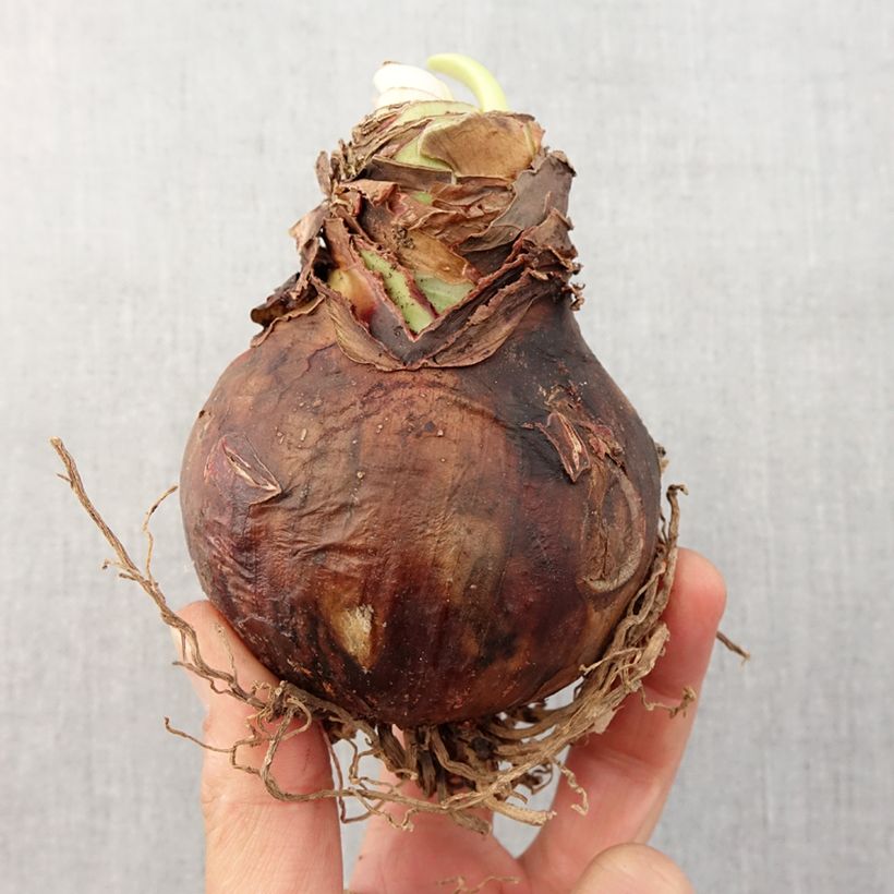 Exemplar von Hippeastrum Picotee - Ritterstern Zwiebel Kaliber/Größe 30/32 wie im Frühjahr geliefert