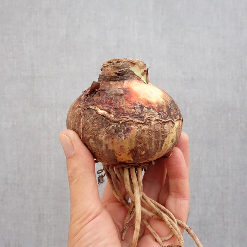 Exemplar von Hippeastrum Pink Surprise - Ritterstern Zwiebel Kaliber/Größe 32/34 wie im Herbst geliefert