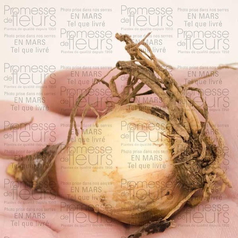 Beispiel eines Exemplars von Cyrtanthus elatus Red Zwiebel Kaliber/Größe 12+ wie geliefert