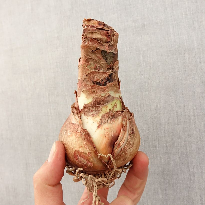 Exemplar von Hippeastrum Pyjama Party - Ritterstern Zwiebel Kaliber/Größe 26/28 wie im Frühjahr geliefert