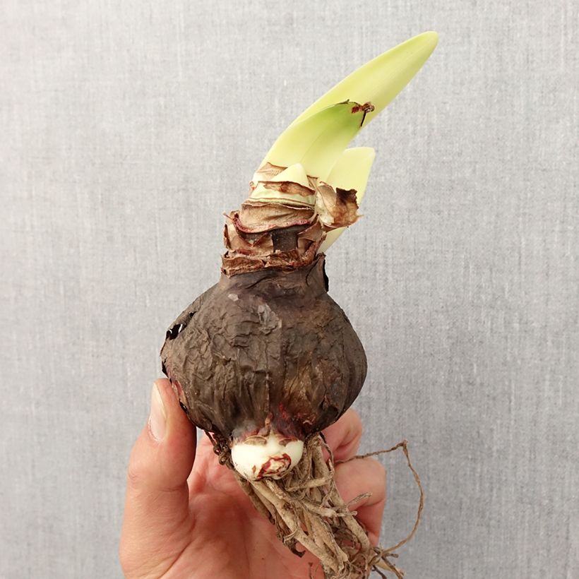 Exemplar von Hippeastrum Rapido - Ritterstern Zwiebel Kaliber/Größe 28/30 wie im Frühjahr geliefert