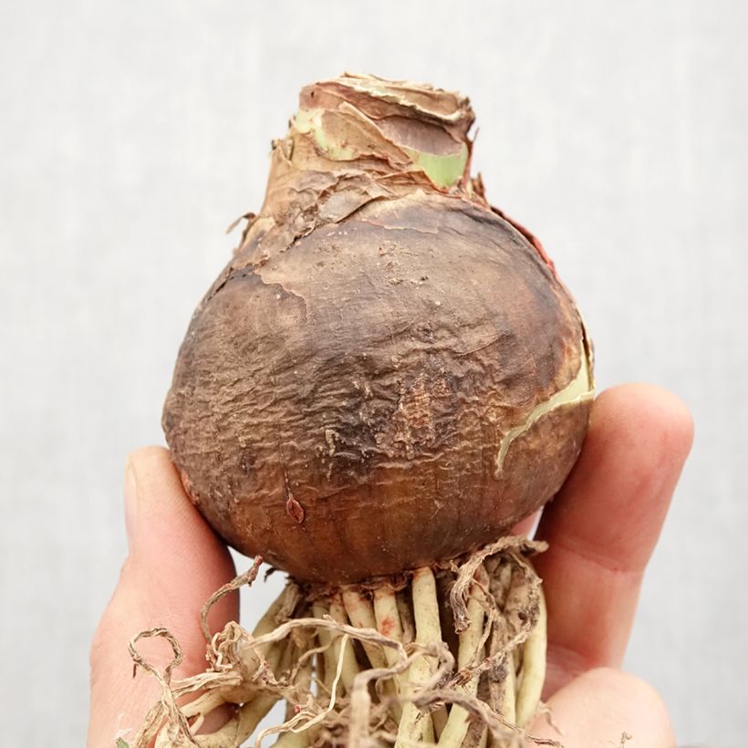 Exemplar von Hippeastrum Rosalie - Ritterstern Zwiebel Kaliber/Größe 28/30 wie im Frühjahr geliefert