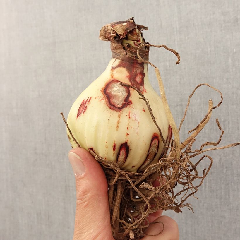 Exemplar von Hippeastrum Rosy Star - Ritterstern Zwiebel Kaliber/Größe 28/30 wie im Frühjahr geliefert