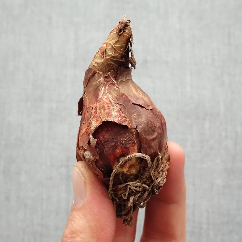 Exemplar von Hippeastrum sonatini Alasca - Ritterstern Zwiebel Kaliber/Größe 14+ wie im Frühjahr geliefert