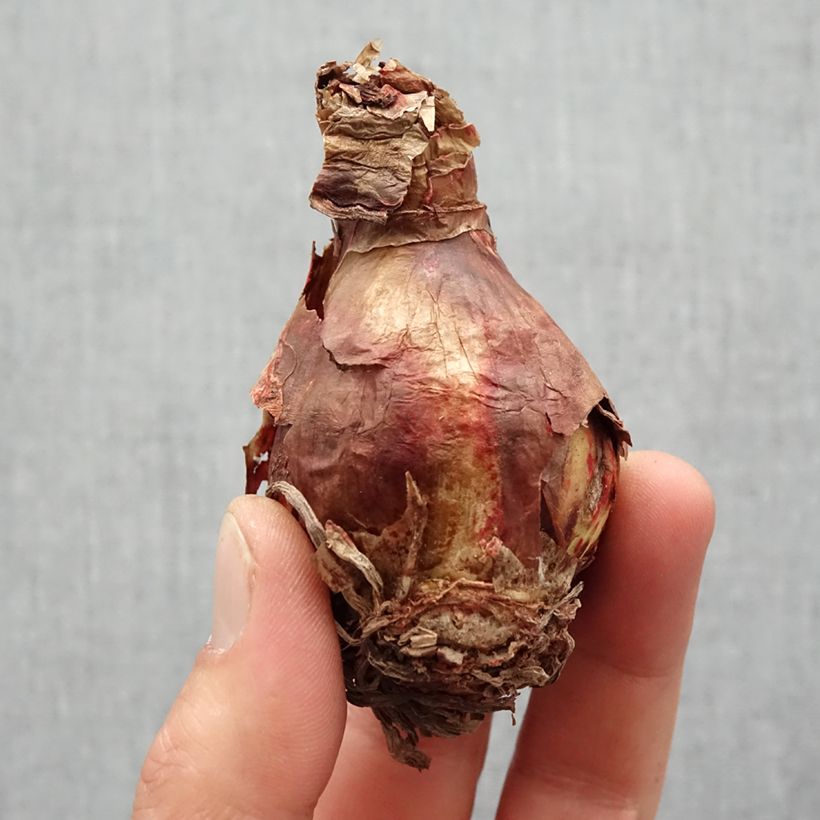 Exemplar von Hippeastrum sonatini Marrakech - Ritterstern Zwiebel Kaliber/Größe 14/16 wie im Frühjahr geliefert